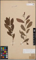 Foto von Salix cinerea L.